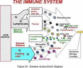 Physiology - Immune system