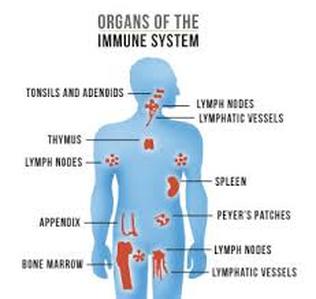 Anatomy - Immune system
